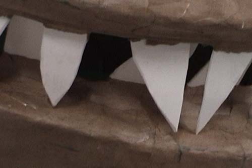 The teeth